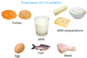 high protein diet meal plan