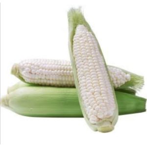 corn 3