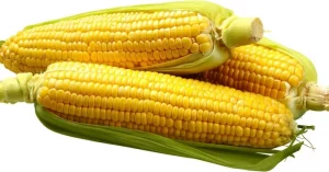 corn 6