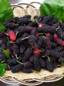 cropped-mulberry2.jpg