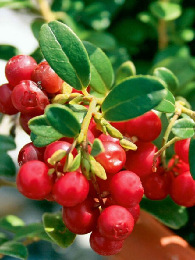 6 Health Benefits of Cranberries