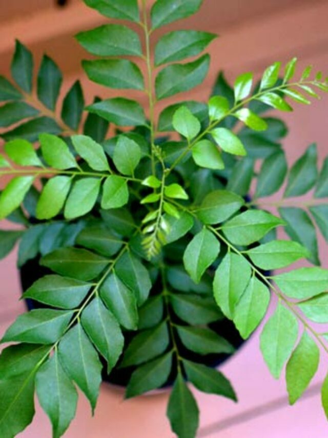 Amazing Health Benefit of Curry Leaves