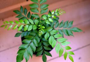 curry leaves in hindi|curry leaves benefits|curry leaves for hair|curry leaves recipe|curry leaves botanical name|curry leaves plant|curry leaves nutrition|curry leaves uses